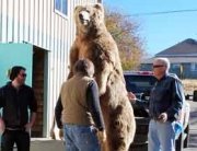 Bear arriving at the distillery