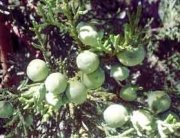 juniper berries